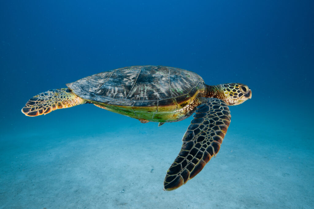 sea turtle-sletoga-sands